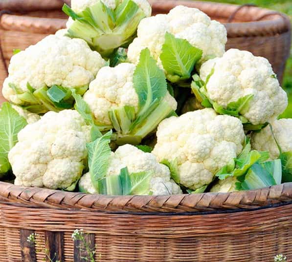 خرید گل کلم سفید + فروش صادراتی